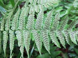 Image result for Diplazium humbertii