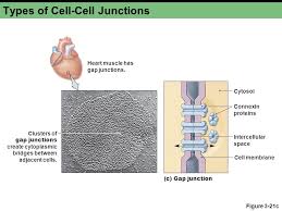 Jan 12, 2021 · endocytosis types: Chapter 3b Compartmentation Cells And Tissues Golgi Complex Membranes Surrounded By Vesicles Protein Modification Protein Packaging Into Secretory Vesicles Ppt Download