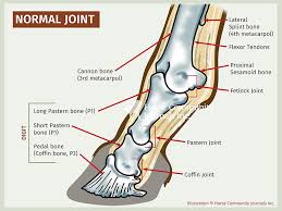There are many wonderful places in the world, but one of my favorite places is on the back of my horse.. Diagnosis And Treatment Of Equine Joint Disease Horse Journals