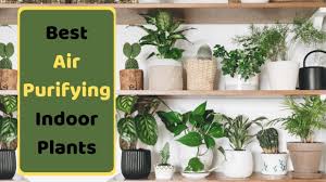 They are fairly fussy plants that don't like change. Best Air Purifying Plants In India Indoor Plants For Low Light Home Nasa Verified Youtube