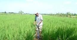 First edition 2016 © copyright department of agriculture peninsular malaysia, 2016. Anim Agro Technology Padi Siapa Dibelakangnya