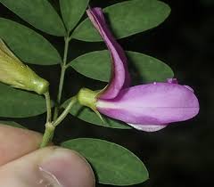 Image result for Tephrosia praecana