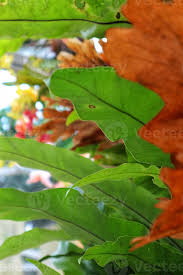 Image result for Microsorum scolopendria