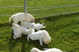 Check spelling or type a new query. Golden Retriever Puppies For Sale Boise Id 128918