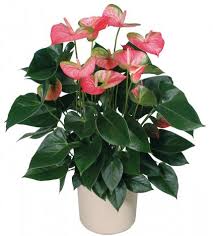 Anthurium Jardinagem Interior Plantas Jardinagem
