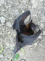 Pin De Mariana Amaral Em Nature Dead Animals