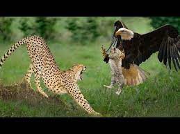 Foto hd elang vs harimau : 54 Gambar Harimau Vs Elang Paling Hist Gambar Pixabay