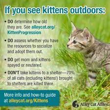 Strays Feral Cats Cats Cat Care Alley Cat Allies