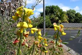 Image result for Crotalaria annua