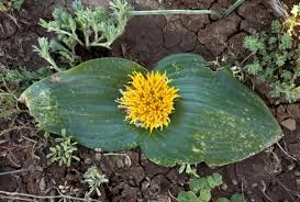 Image result for Daubenya