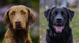 We have a number of chesapeake bay retriever puppies for sale that comes from a. Chesapeake Bay Retriever Vs Labrador Retriever Differences More