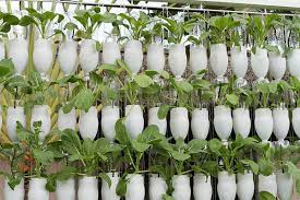 Pupuk organik adalah jenis pupuk dari sumber hewani dan nabati untuk nutrisi tanah dan tumbuhan. Yuk Nikmati Manfaat Kesegaran Kebun Organik Buatan Sendiri Di Rumah Anda Sharp Indonesia