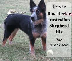 The Texas Heeler Is A Hybrid Dog That Is Bred By Crossing A Blue Heeler A K A Australian Cattle Dog Or Ac Blue Heeler Dogs Heeler Puppies Australian Shepherd