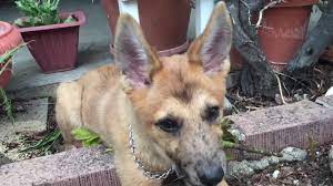 German Shepherd Mix Red Heeler Youtube