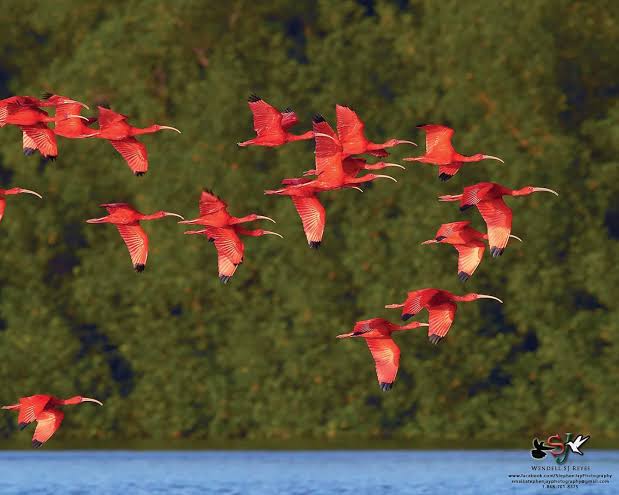 Caroni Bird Sanctuary Swamp Scarlet Ibis Trinidad