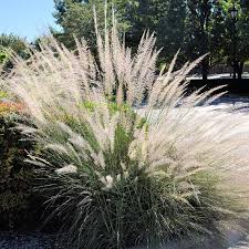Image result for Cymbopogon pospischilii