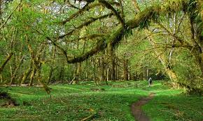 Miller peninsula property state park. Olympic Peninsula Miller Peninsula To Thompson Spit