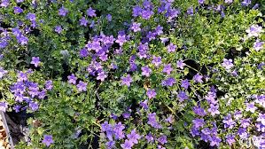 Maybe you would like to learn more about one of these? Campanula Muralis C Portenschlagiana California Flora Nursery