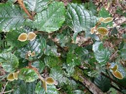 Image result for Curtisia dentata