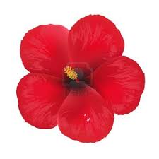 Pin On Flowers