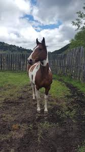 Black White And Brown Horses Beautiful Pin Na Doske Horses