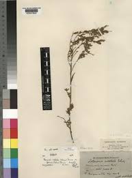 Image result for Pearsonia cajanifolia