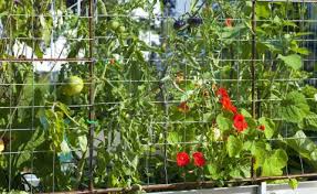 Der balkon sollte windstill genug sein, aber auch genügend luftaustausch ermöglichen. Balkongemuse Anbau Sorten Und Tipps Mein Schoner Garten