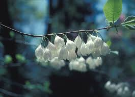 Image result for Halesia