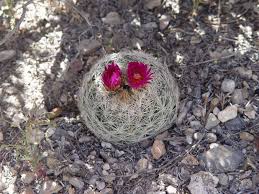 And when they do, they will stand tall above the rest. Cactus Wrangling Desertusa Stories News