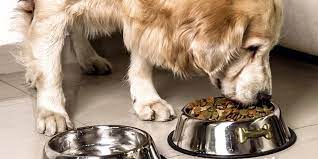 India's only species appropriate dog food. Best Dog Fool Bowls In 2019 Our Pets Gpet Outward Hound And More