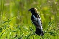 Breeding Birds at Bartel Grasslands