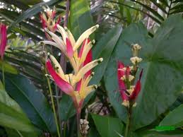 Check spelling or type a new query. Heliconia Psittacorum Lady Di The Plant Heliconia Psitta Flickr
