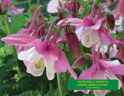 Image result for Aquilegia vulgaris Tower Mix