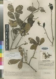 Image result for Vitellariopsis