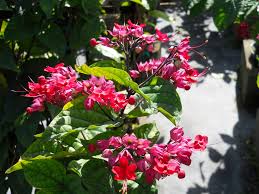 Image result for Clerodendrum