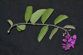 Image result for Securidaca welwitschii