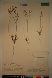 Image result for Kohautia caespitosa