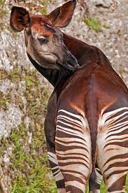 The Okapi Is A Giraffid Artiodactyl Mammal Native To The Ituri Rainforest Located In The Northeast Of The Democratic Republic Of Animals Bizarre Animals Okapi