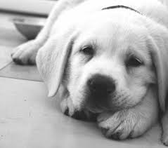 Black And White Labrador Puppy Black And White Cute Dog Kawaii Labrador Photography Puppy White Lab Puppies Labrador Retriever Dogs