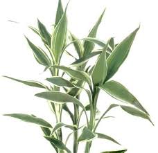 Image result for Dracaena sanderiana