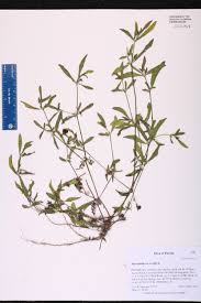 Image result for Alternanthera sessilis