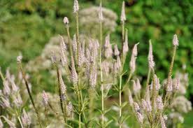 Вероникаструм виргинский альбум фото veronicastrum virginicum album. Wertvolle Geruststaude Veronicastrum Schau Und Sichtungsgarten Hermannshof
