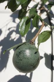 Image result for Strychnos