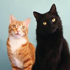 Evil cat, better known as mr. 15 Famous Black Cat Names In Movies Male Black Cat Names Cat Names Black Cat