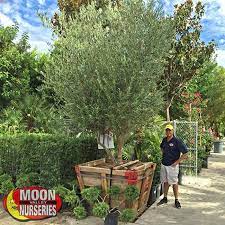 Many varieties of olive trees do not produce fruit until their third year. Moon Valley Nurseries Growest Nursery Fruitless Olive Evergreen Tree Landscape Architect