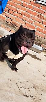 The brick doggy is a common pet in bubble gum simulator. The Puppy Ark Home Facebook