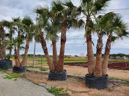 It is notable for being a palm which reaches a great size with a very thick trunk which can, moreover. Washingtonia