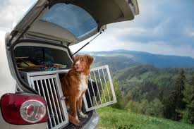 So Gewohnen Sie Ihren Hund Ans Auto