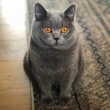 patient penny is ready for caturday fun will you play with her cat day cute cats cats