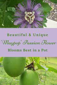 The Very Unique Variety Of This Passion Flower Produces Beautiful Pink To Purple Flowers With A Yellow Center Bulb Flowers Container Gardening Pretty Gardens